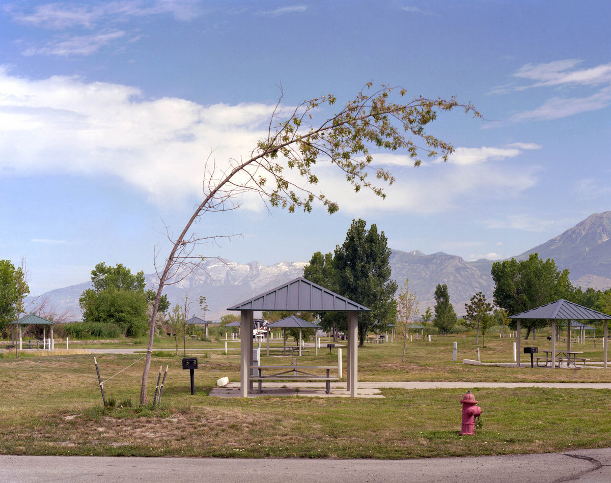 Color photograph, Bending Tree, showing a park landscape with a leaning tree and distant mountains.