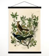 Antique reproduction pull down chart with two Boat-tailed Grackles, one dark blue, one brown.