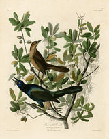 John James Audubon illustration of iridescent blue-black male and brown female Boat-tailed Grackles.