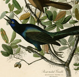 Reproduction print of Boat-tailed Grackle bird, iridescent blue-black, perched among green foliage.