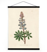 Antique reproduction bluebonnet botanical print on textured canvas with dark wood trim.