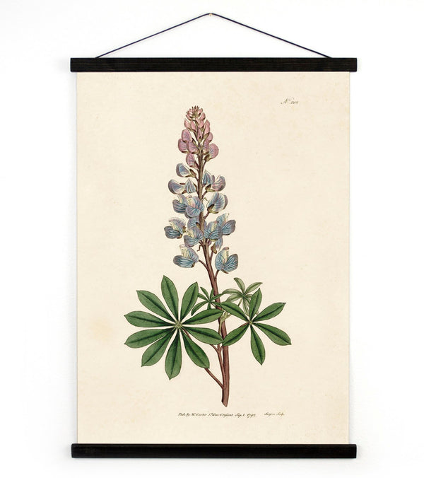 Made in USA Antique Reproduction Pull Down Chart of Bluebonnet // ONH Item 7060