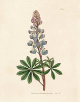 Lilac and light blue petals of the bluebonnet botanical print reproduction.