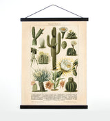 A vintage-style pull-down chart of cacti with detailed botanical illustrations and black wood hangers.