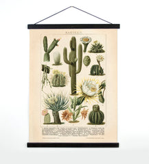 Made in USA Antique Reproduction Pull Down Chart of Cactus // ONH Item 7062