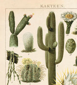Close-up of a vintage botanical chart with detailed illustrations of various cacti.