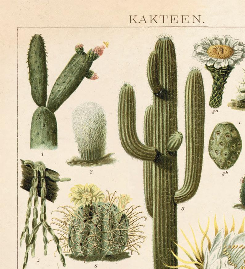 Made in USA Antique Reproduction Pull Down Chart of Cactus // ONH Item 7062 Image 1
