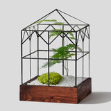 Victorian-style glass terrarium with symmetrical black frame, pyramid roof, and wood base.