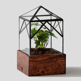 Symmetrical Elias Trap terrarium, dark stained wood base, and green plant.