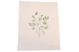 Original Katelyn Morse botanical painting 