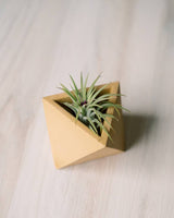 Mini geometric concrete air plant holder in a pale yellow color with a green plant.