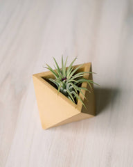 Made in USA Concrete Mini Yellow Air Plant Holder // ONH Item 8197