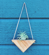 Salvaged pinewood triangle planter holding a green air plant by a hanging cord.