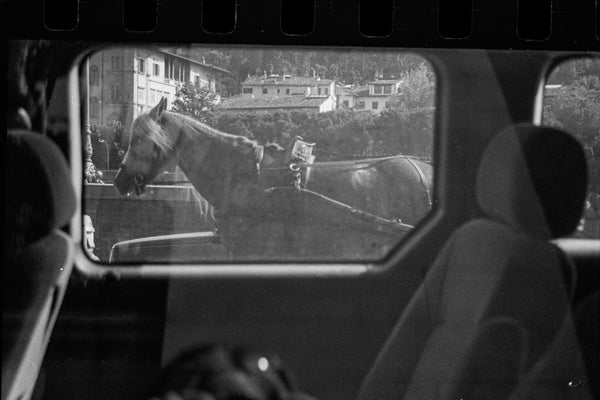 The Window Horse Black and White Photograph // ONH Item 9727