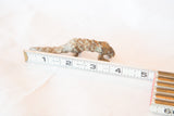 Vintage African bronze pangolin casting measured with a ruler to show its 4-inch length.