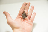 A vintage cast-bronze crocodile ring worn on a finger to show its scale.