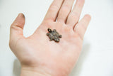 Small vintage African turtle pendant with bronze patina held in hand for scale.