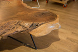 Organic, rough live edge of the walnut coffee table with a black steel leg.