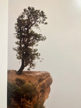 Joe Farrell color photograph: tree base on weathered Grand Canyon cliff, misty sky.