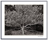 Framed black and white photograph of a gnarled Tree of Life with fruit against a dark Maine forest.