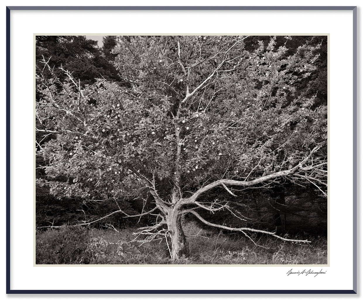 Dilmaghani Black and White Photograph, Tree of Life, ME