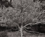 A black and white photograph showing the dense foliage, bright fruit, and gnarled branches of an old tree.