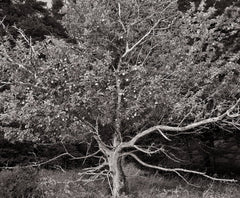 Black and White Photograph, Tree of Life, ME // ONH Item DE1121MELBW2016FR Image 1