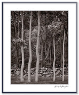 A black and white photograph, 'Dancing Trees,' showing undulating tree trunks before a stone wall.