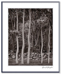 Dilmaghani Black and White Photograph, Dancing Trees, NY