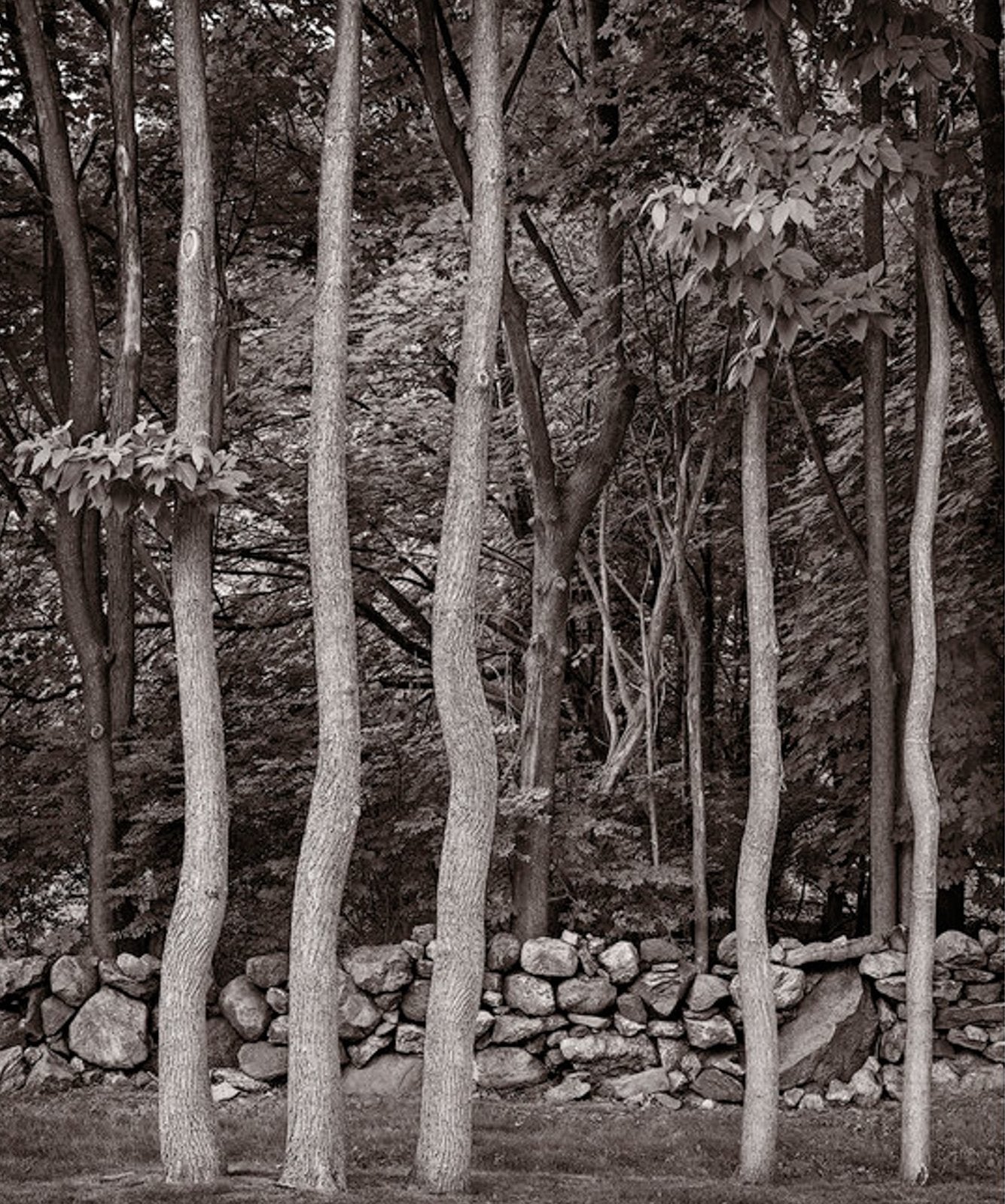 Dilmaghani Black and White Photograph, Dancing Trees, NY