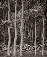 The 'Dancing Trees' photograph showing a row of slender trees and a rustic stone wall.