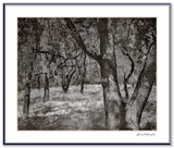 Black and white photograph of trees in a California grove with high-contrast light on textured bark.