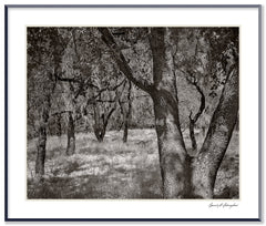 Dilmaghani Black and White Photograph, Trees, CA