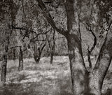 A high-contrast view of textured tree trunks and moss in a sun-drenched California clearing.