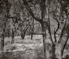 Dilmaghani Black and White Photograph, Trees, CA
