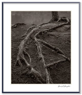 A black and white photograph showing textured, creeping tree roots over dark, earthy soil.