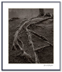 Dilmaghani Black and White Photograph, Creeping Tree Roots, CT