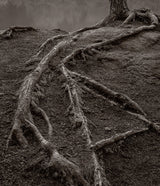 The rough, textured bark of gnarled tree roots spreading across a dark earthen bank in a black and white photograph.