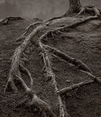 Dilmaghani Black and White Photograph, Creeping Tree Roots, CT