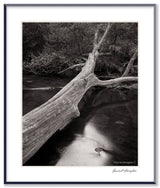Framed black and white photograph of a fallen tree lying across a dark, flowing stream.