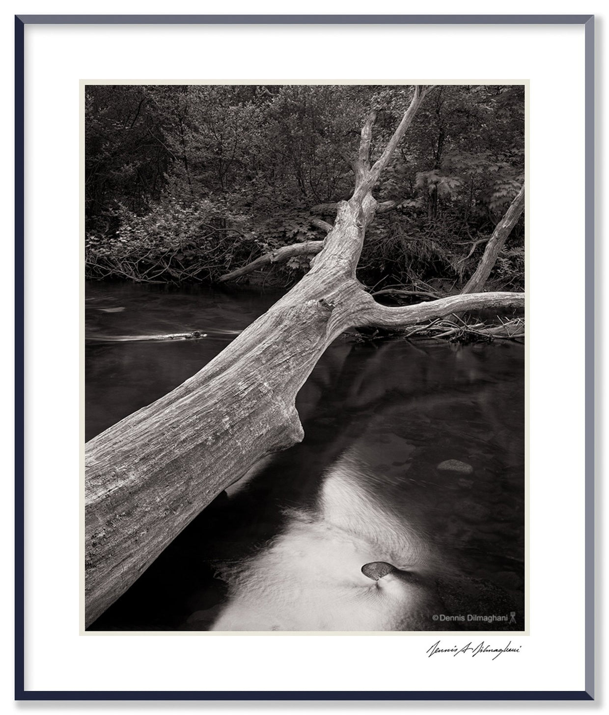 Dilmaghani Black and White Photograph, Fallen Tree over Stream, CA