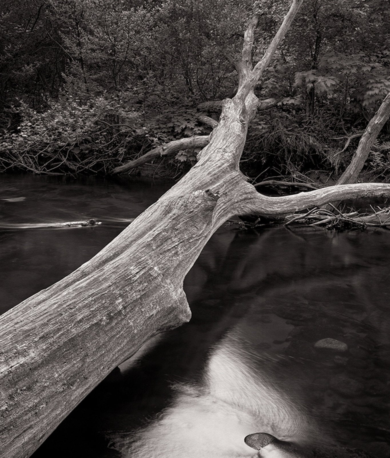 Dilmaghani Black and White Photograph, Fallen Tree over Stream, CA
