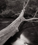 Weathered tree bark contrasts with the dark, flowing water of a forest stream.