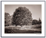 Black and white photograph of a large tree surrounded by a white fence in a grassy field.