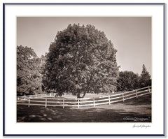 Dilmaghani Black and White Photograph, Fenced Tree, NY