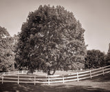 Long shadows stretch from a white fence that curves around a large tree in a black and white photo.