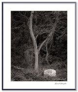 A black and white photograph, Dream Tree and Glowing Rock, depicting a forked tree in a dark Connecticut forest.