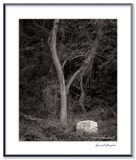 Dilmaghani Black and White Photograph, Dream Tree and Glowing Rock, Audubon, CT