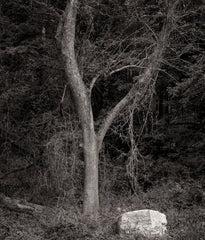 Dilmaghani Black and White Photograph, Dream Tree and Glowing Rock, Audubon, CT