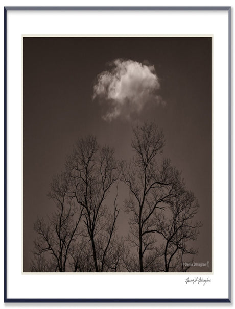 Dilmaghani Black and White Photograph, Trees Reaching for Clouds, NY